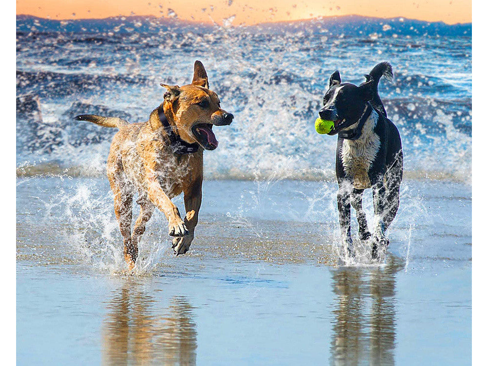 Colar de Treinamento para Pets com Controle Remoto Digital