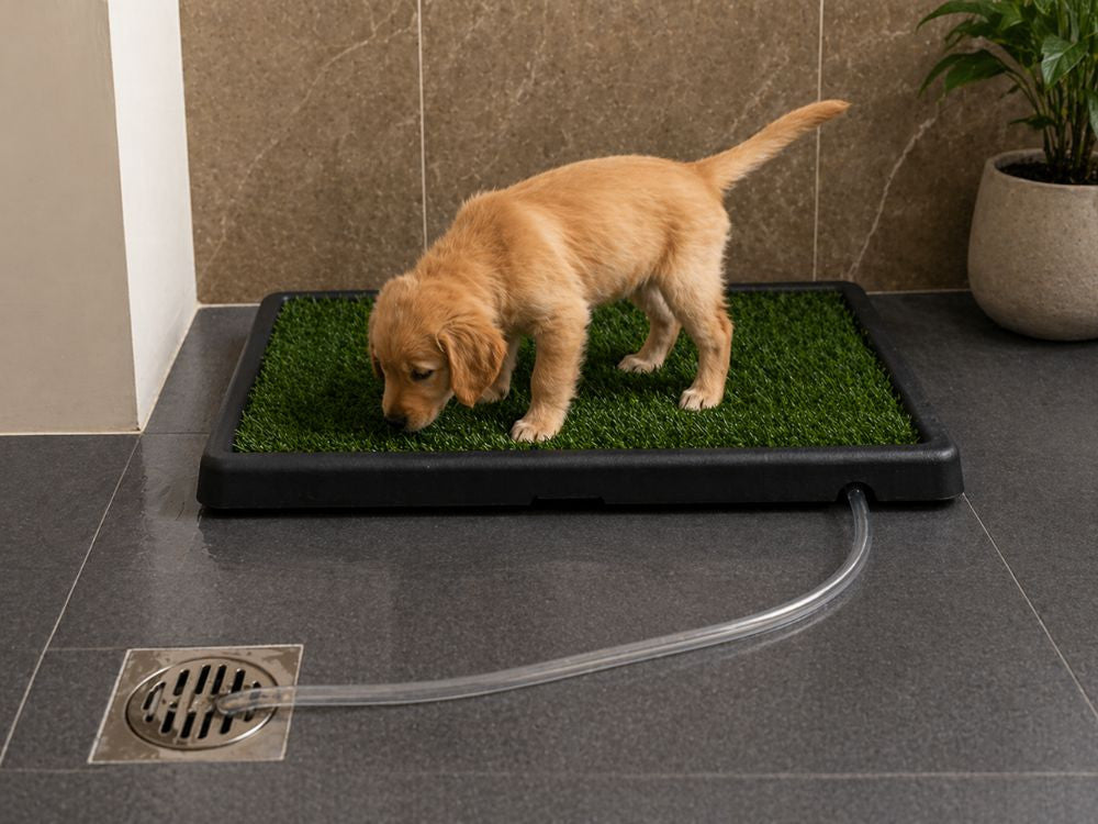 CAIXA DE AREIA PARA CÃES KLW-100